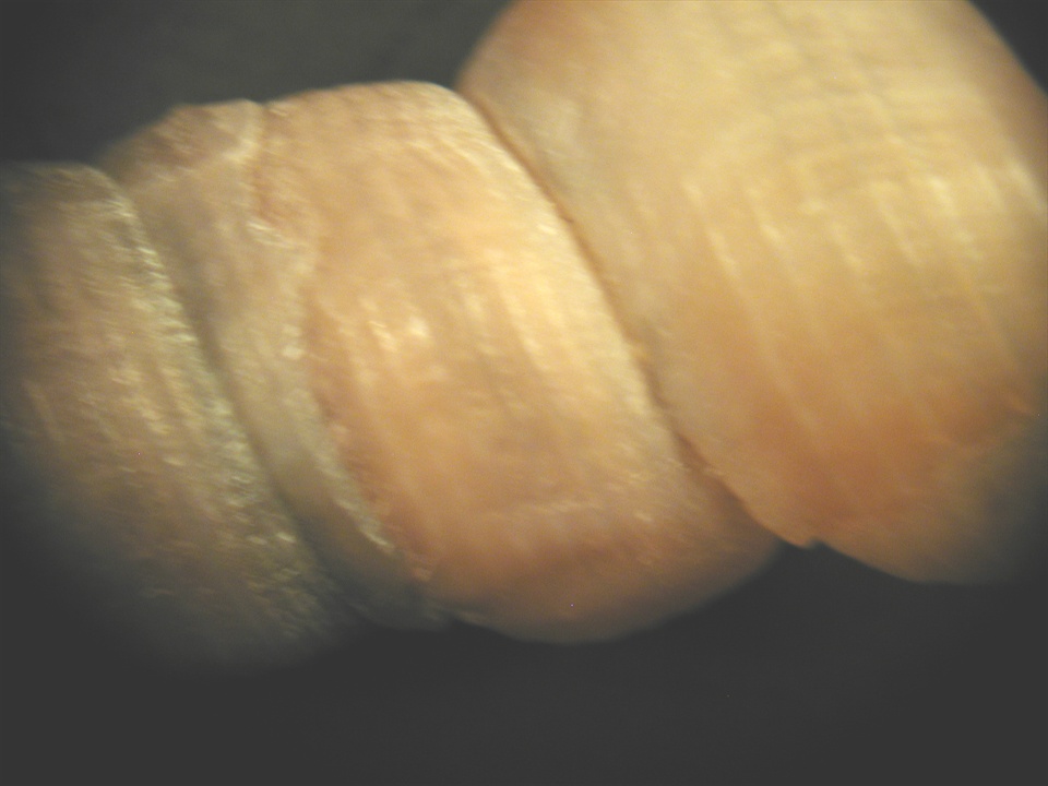 Mesalia mesal e Mesalia  brevialis?